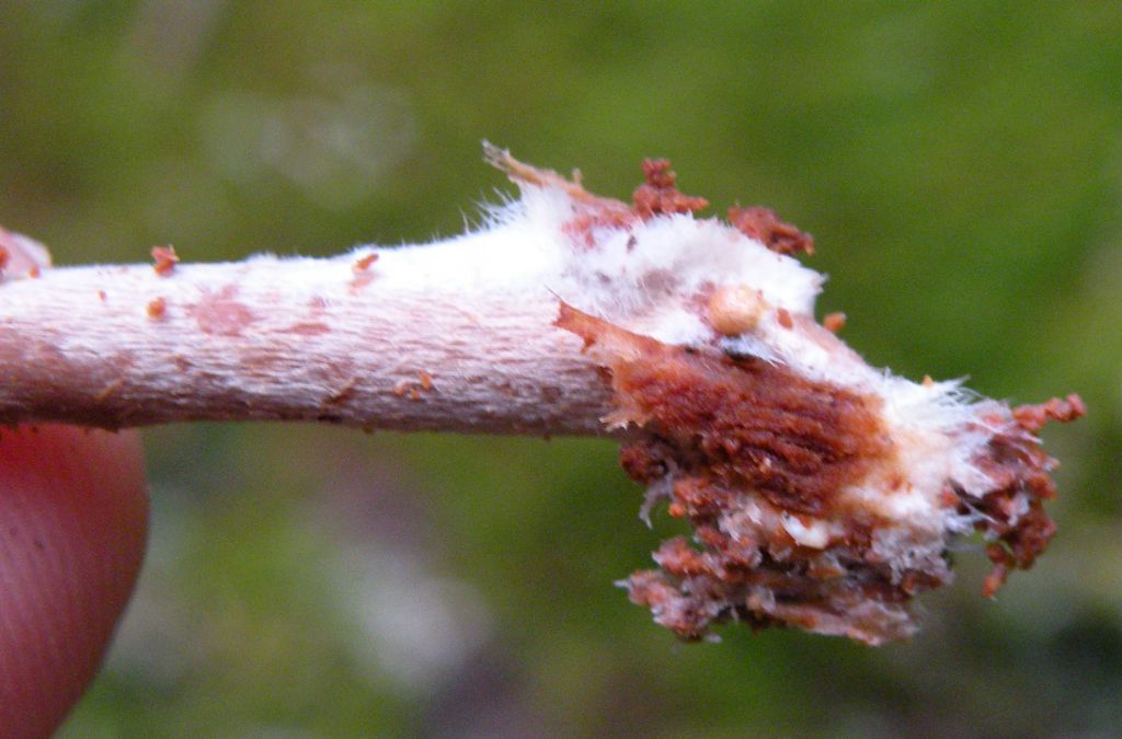 Pu� essere Gymnopilus penetrans?